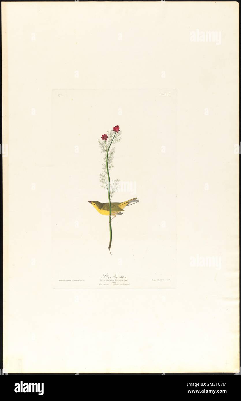 Selby's flycatcher : Muscicapa selbii, Aud. Male. Flos Adonis. Adonis autumnalis. c.1 v.1 plate 9 , Birds, Flowers, Hooded warbler, Adonis Plant. The Birds of America- From Original Drawings by John James Audubon Stock Photo