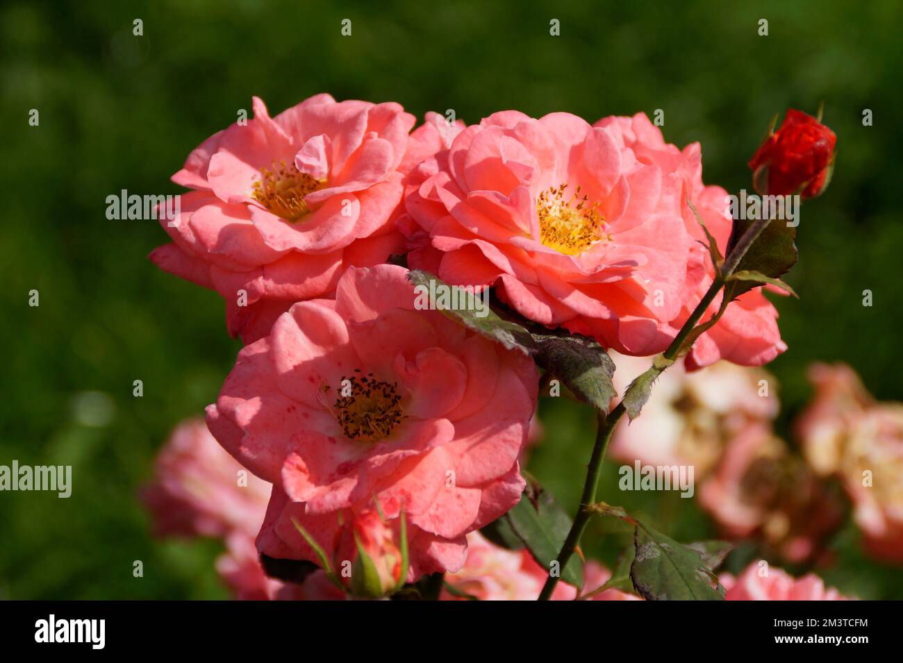 sundrenched young bright pink roses Stock Photo Alamy