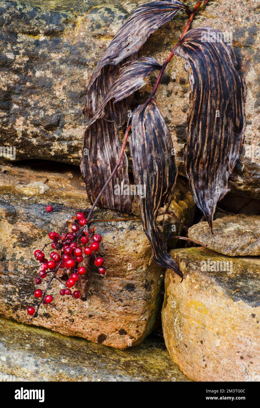 Solomon's Seal dried up leaves and berries, hang on to stacked stone