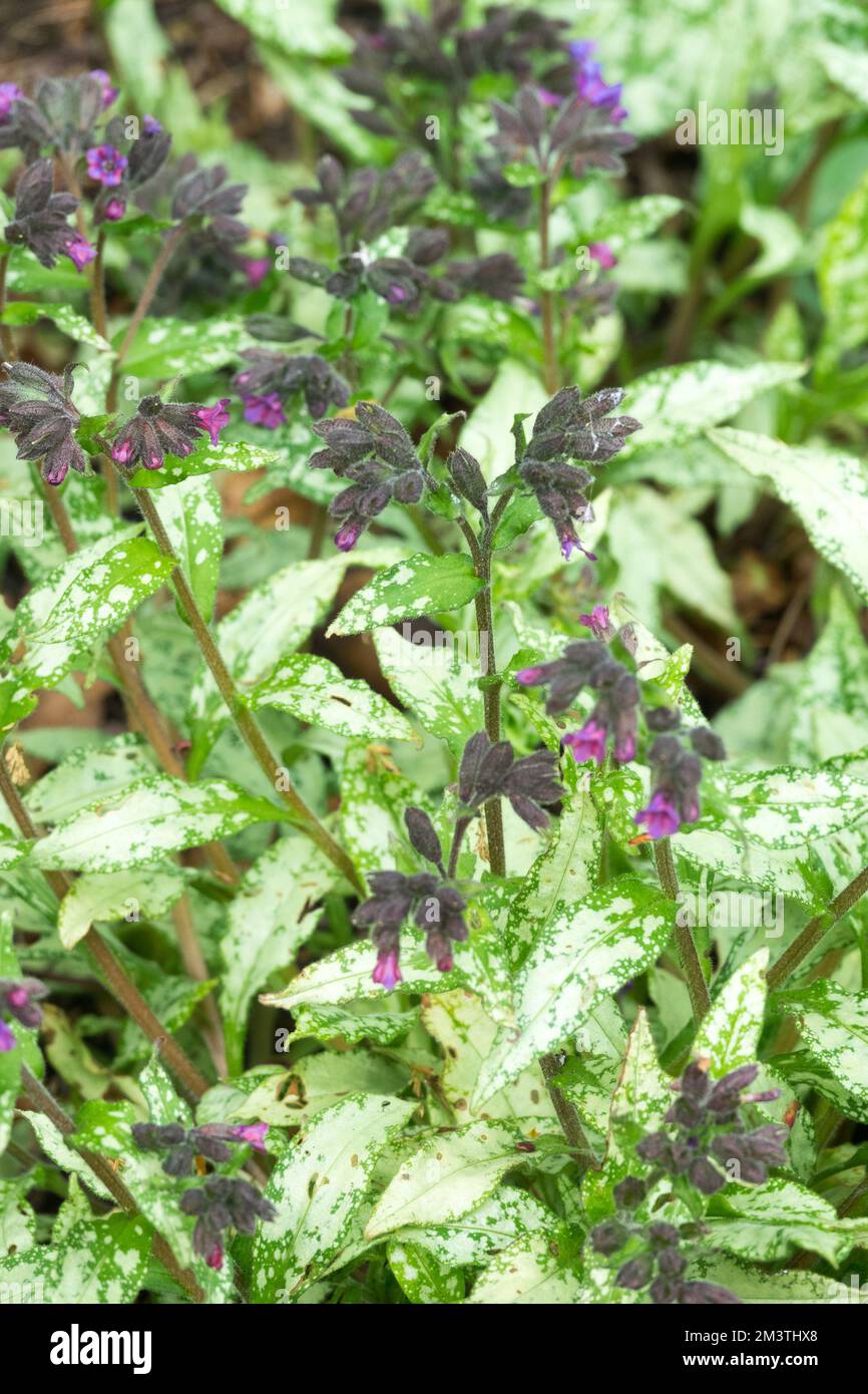 Pulmonaria, Spring, Lungwort, Long-leafed Lungwort, Pulmonaria longifolia Diana Clare, Garden, Narrow-leaved Lungwort, Season, Variegated, Leaves Stock Photo