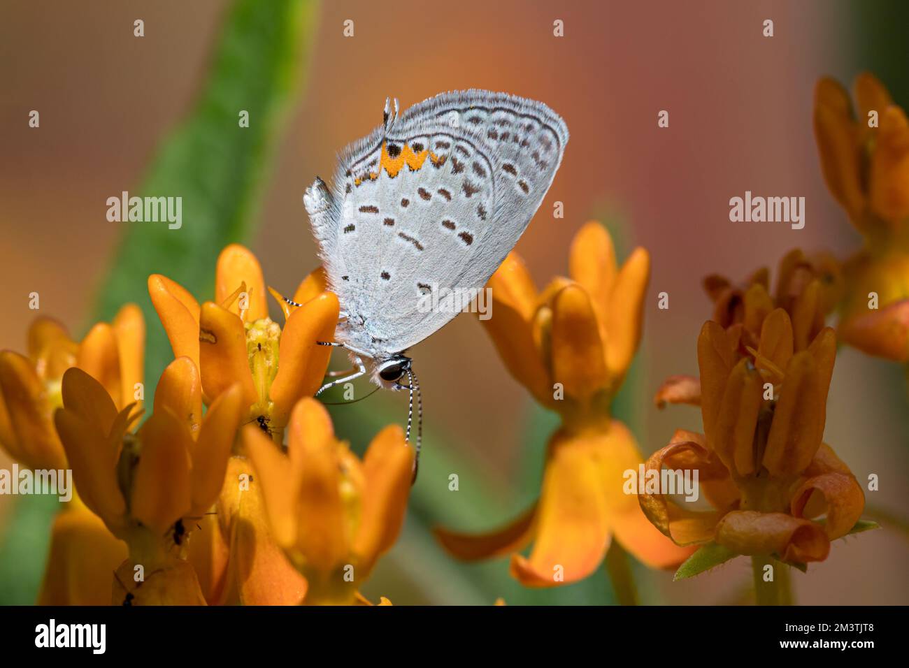 Closeup of Gray Hairstreak butterfly in flower garden. Insect and nature conservation, habitat preservation, and backyard flower garden concept. Stock Photo