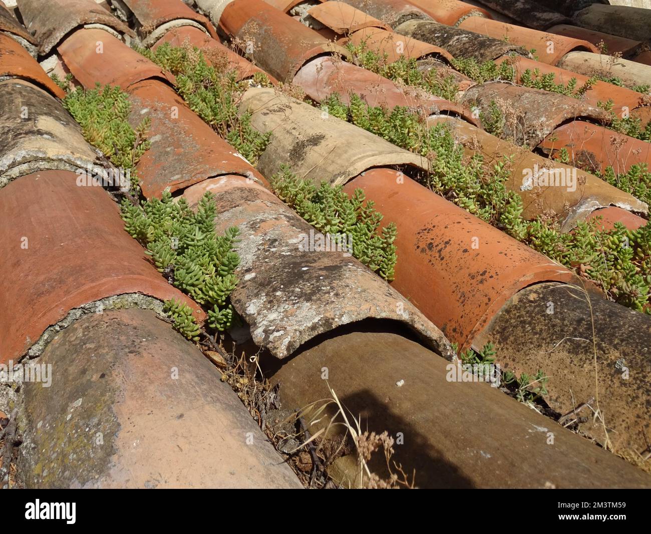 closeup of an unusual texture on the red tile roof of moss in the south of France Stock Photo