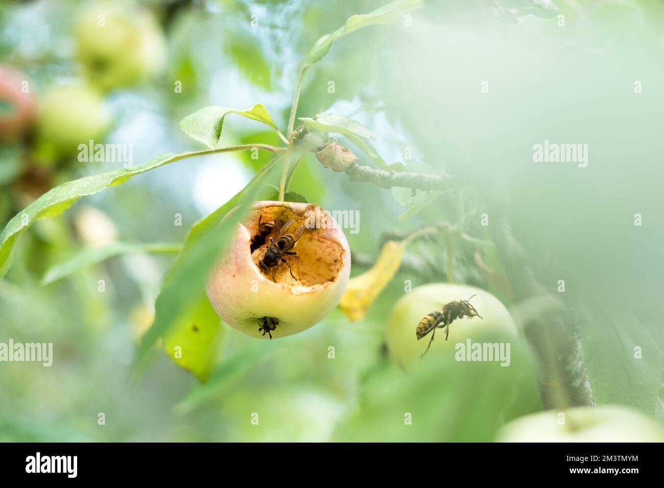 Insect eating hole plant hires stock photography and images Alamy