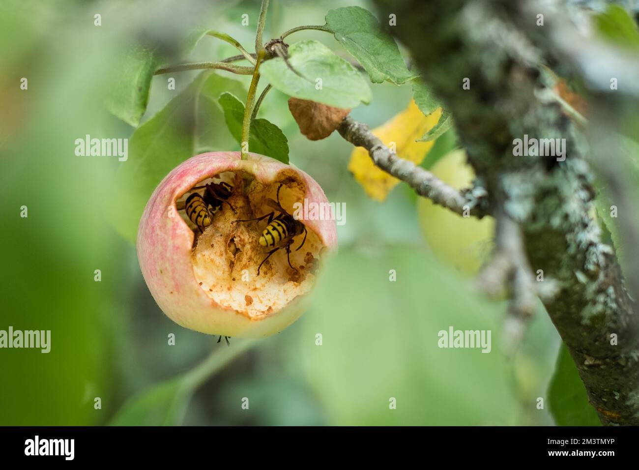 Hornets or wasps eating an apple growing on a tree. Stock Photo