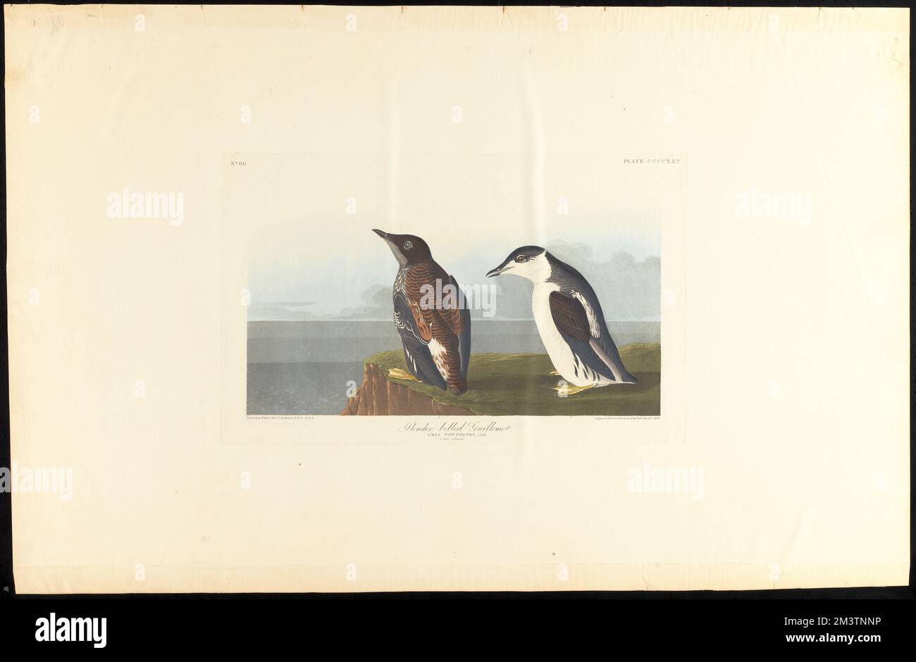 Slender-billed guillemot : Uria Townsendi, Aud. 1. Male. 2. Female. c.1 v.4 plate 430 , Birds, Marbled murrelet. The Birds of America- From Original Drawings by John James Audubon Stock Photo