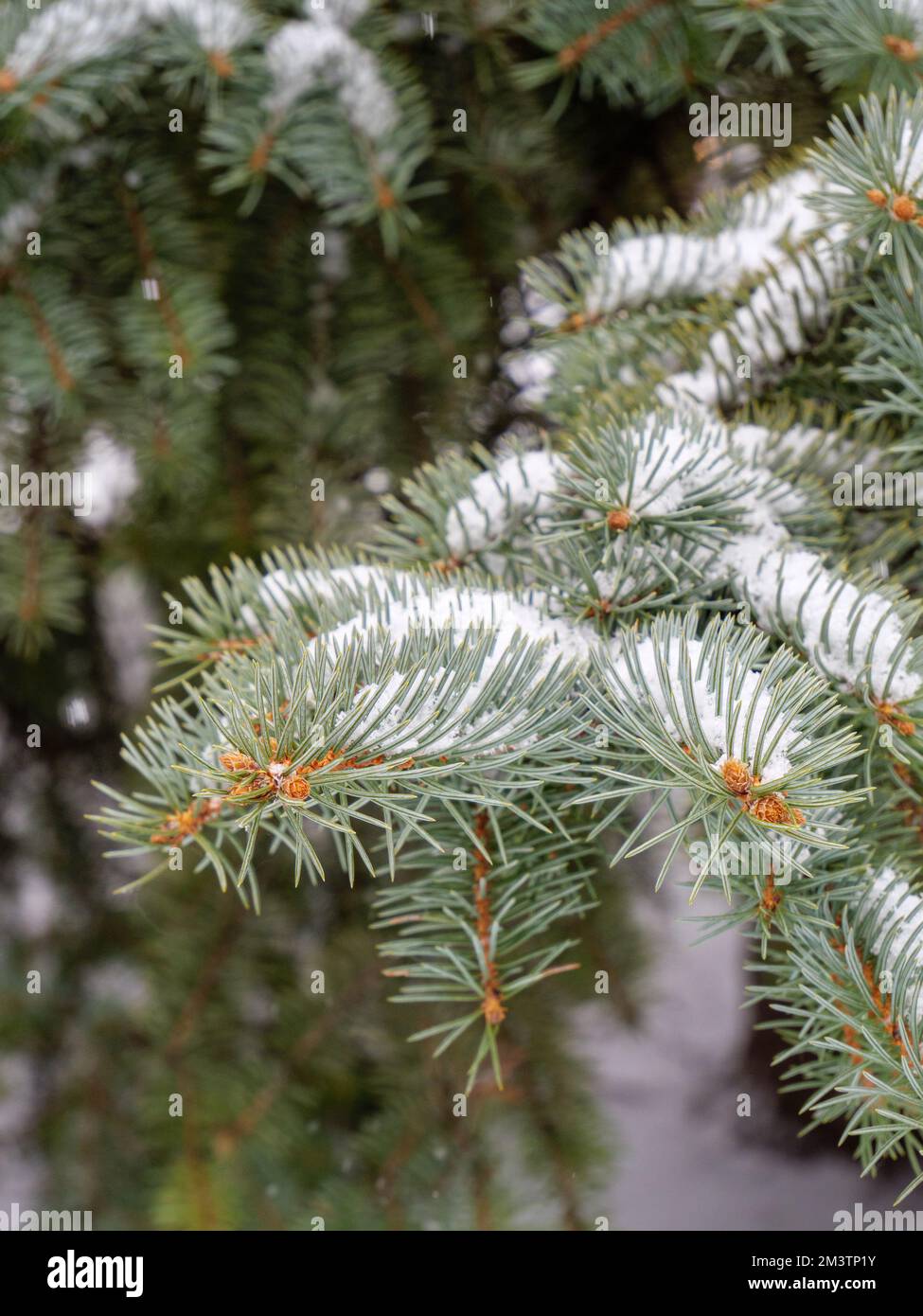 Blue spruce tree branch and needles with fresh snow. Stock Photo