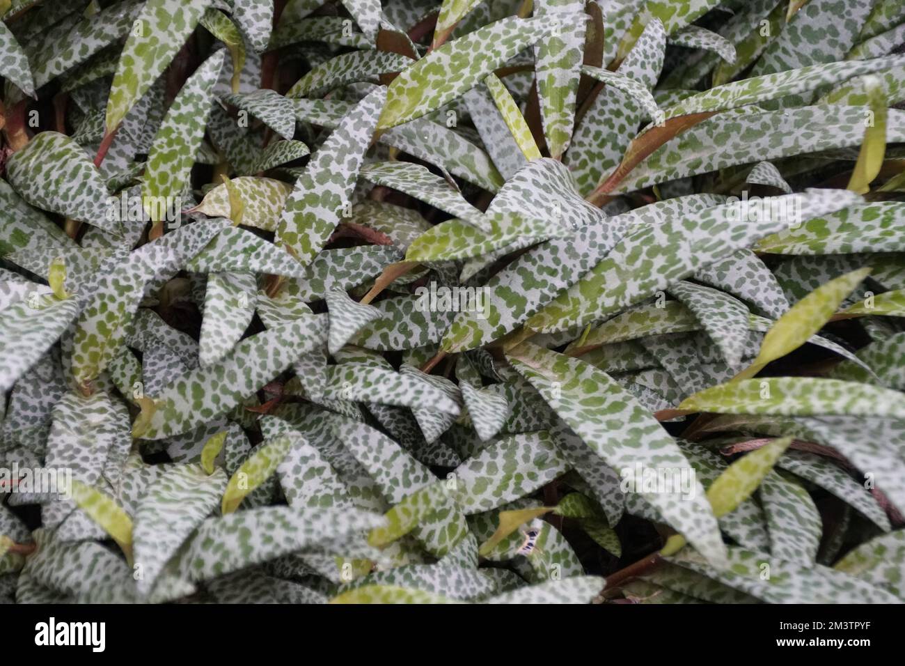 Beautiful leaves of Silver Squill, also known with scientific name Ledebouria socialis Stock Photo