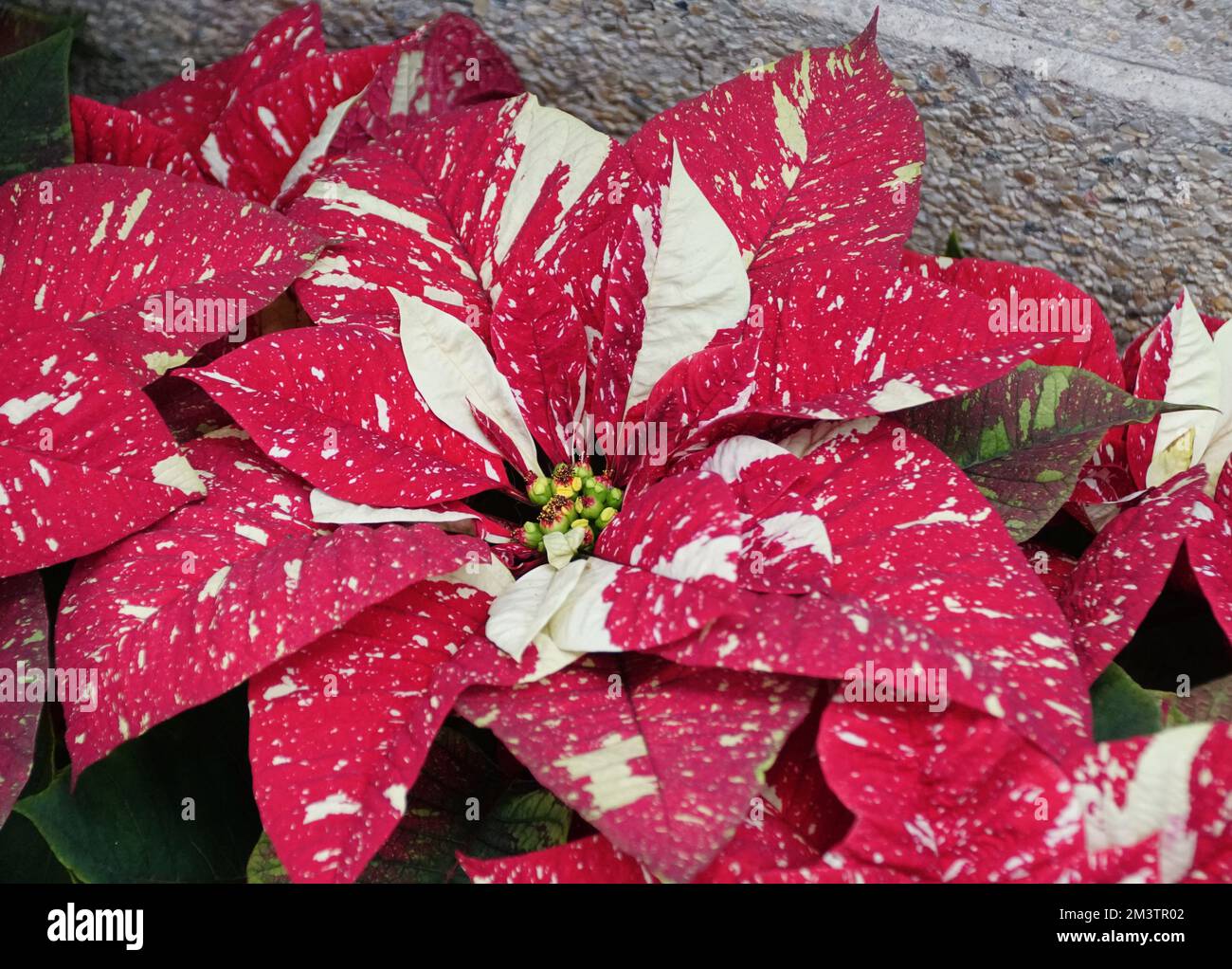 Beautiful red and white Red Marbled Poinsettia plant Stock Photo