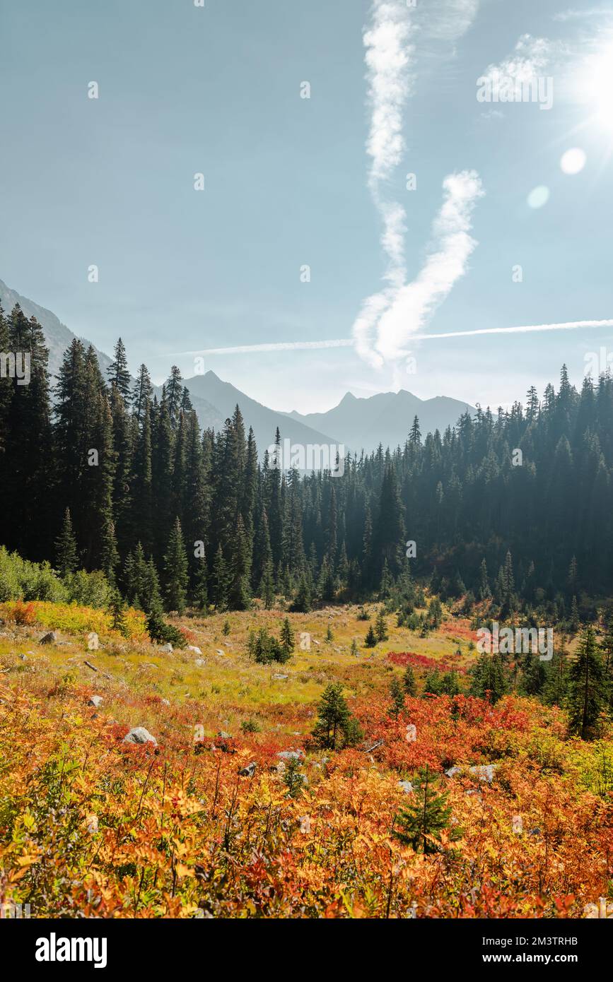 Vertical Photo of lush high mountain altitude huckleberry bushes, shrubs, and massive conifer trees in the North Cascades National Park in Northern Wa Stock Photo