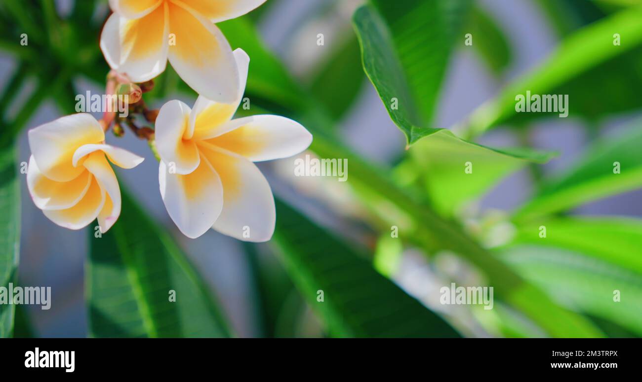 Spring delicate yellow plumeria flowers on the tree with blurred nature  garden background. Floral wallpaper. Blossoming frangipani. Close-up view  Stock Photo - Alamy