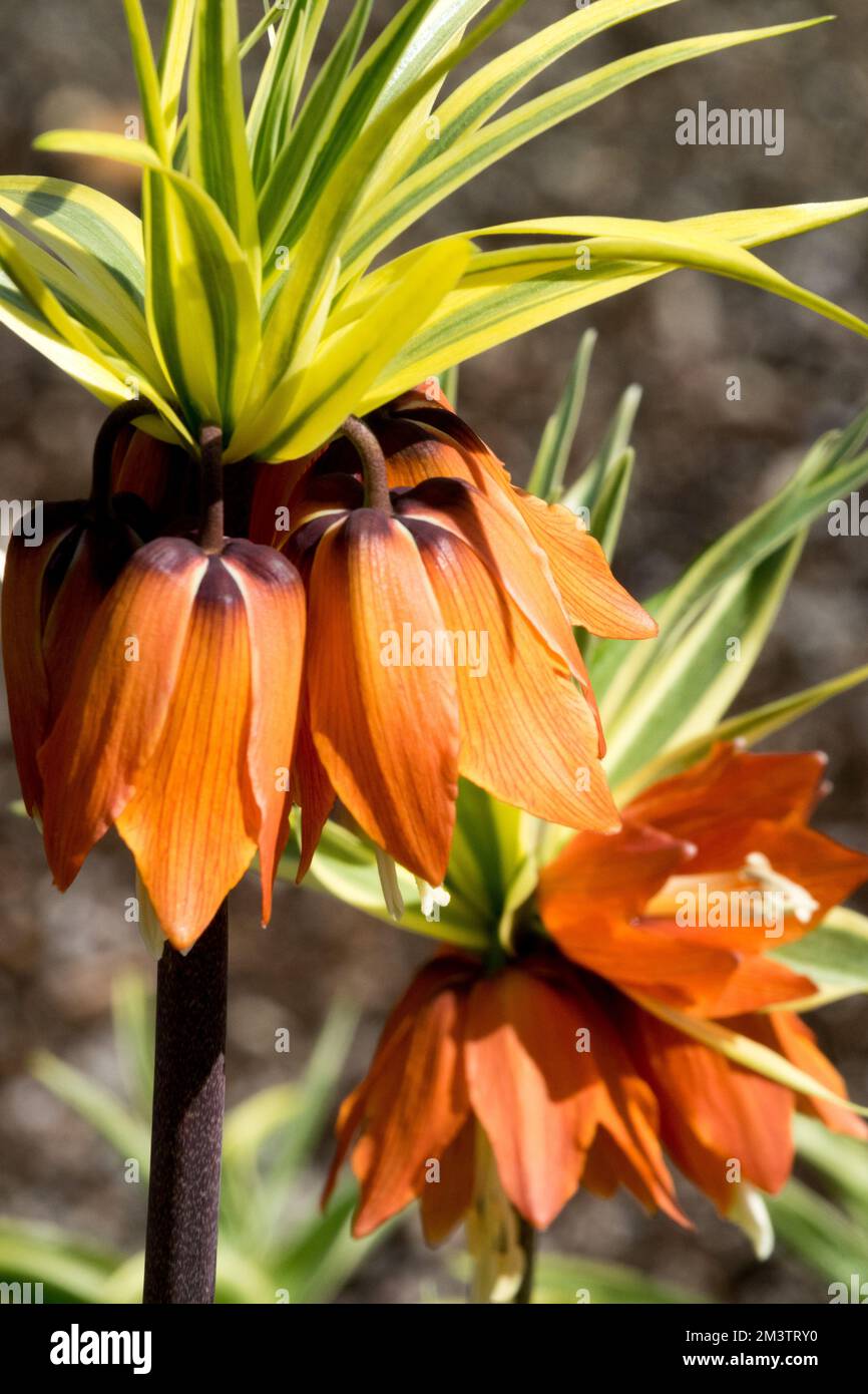 Kings Crown Lily, Fritillaria imperialis, Portrait, Spring, Season, Fritillaria, Flowers, Perennial, Plant, Garden Stock Photo