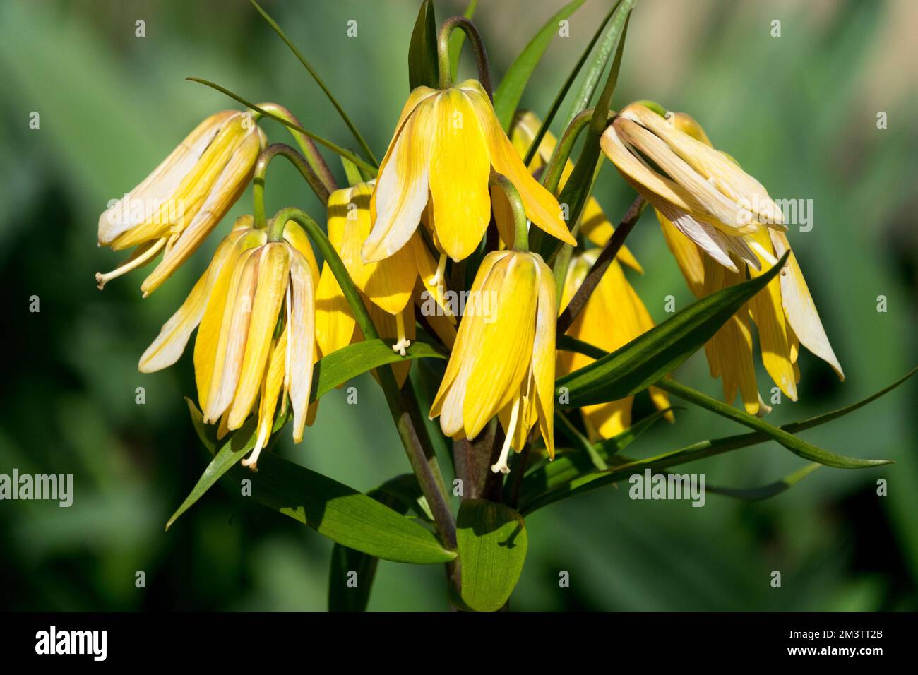 Crown Imperial Fritillary, Fritillaria imperialis 'Vivaldi', Flowers Spring, Pineapple Lily, Kings Crown Lily Stock Photo