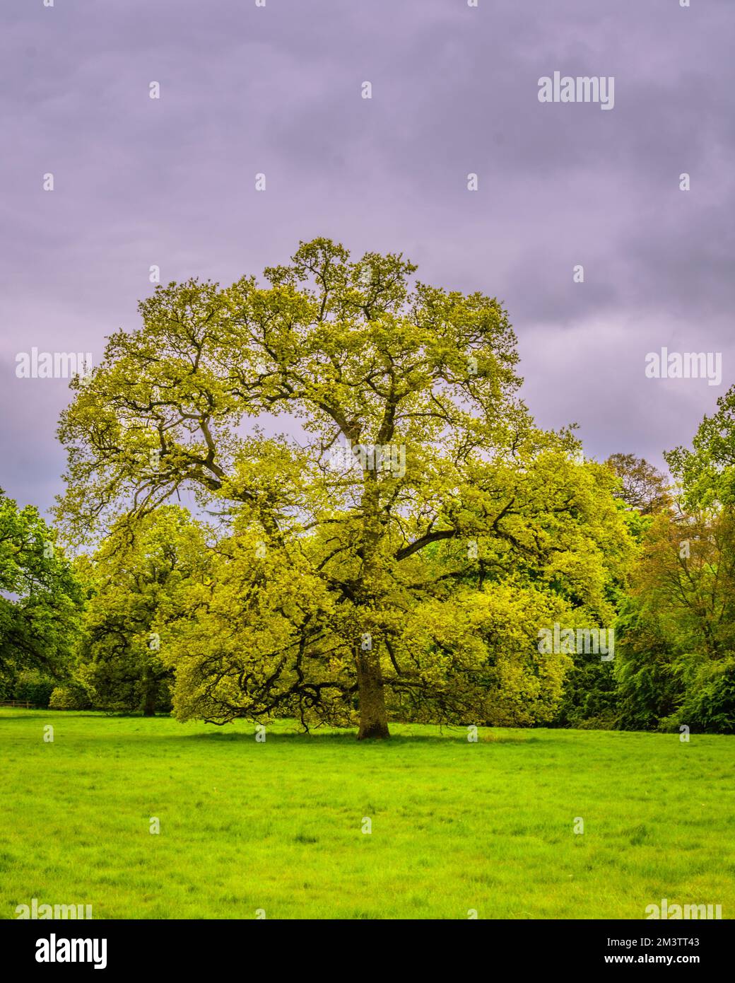 A green tree in Blenheim Palace against the cloudy gloomy sky Stock ...