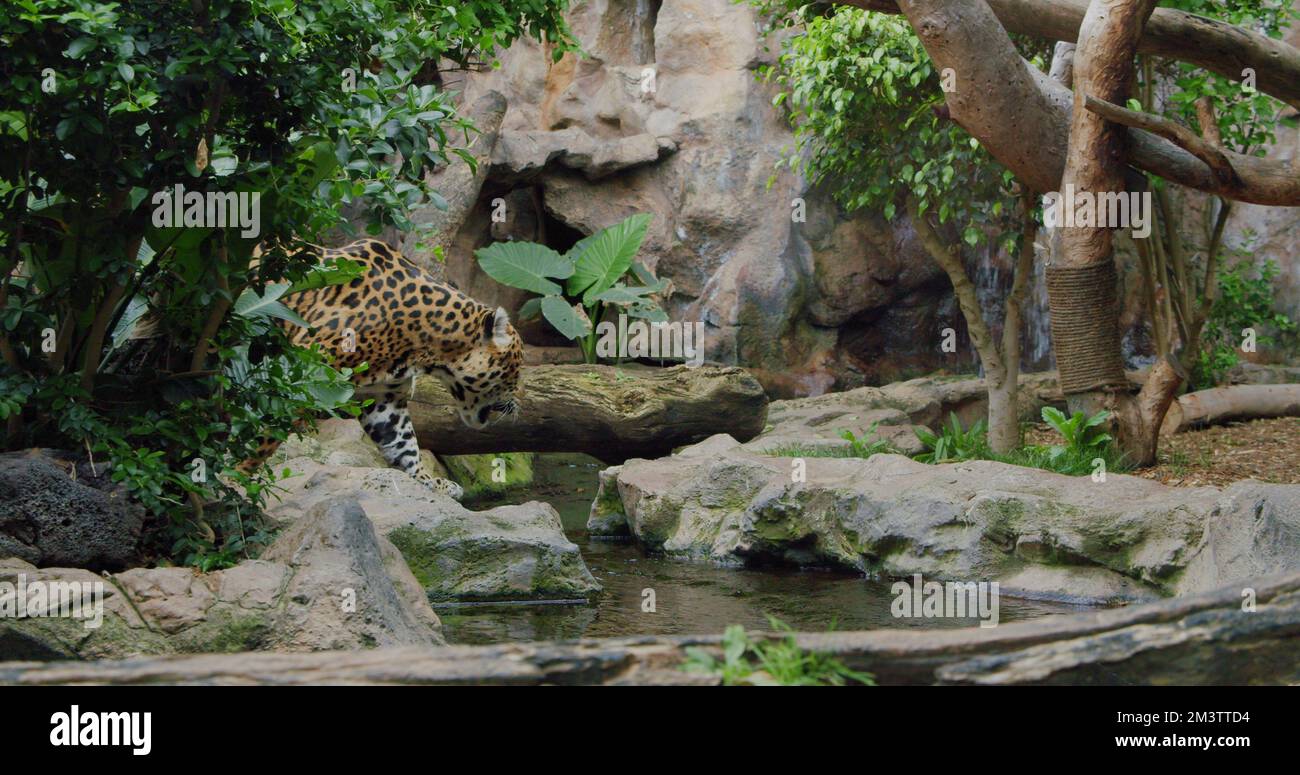 Spotted Jaguar walks inside jungle forest on fallen tree trunk. Wild ...