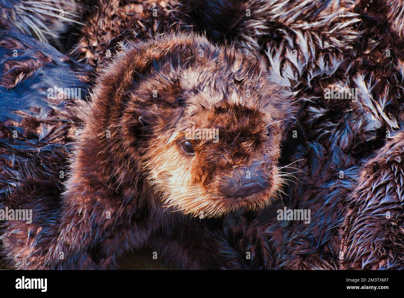 Extreme close-up of a very young sea otter cuddlying with its mother. Stock Photo
