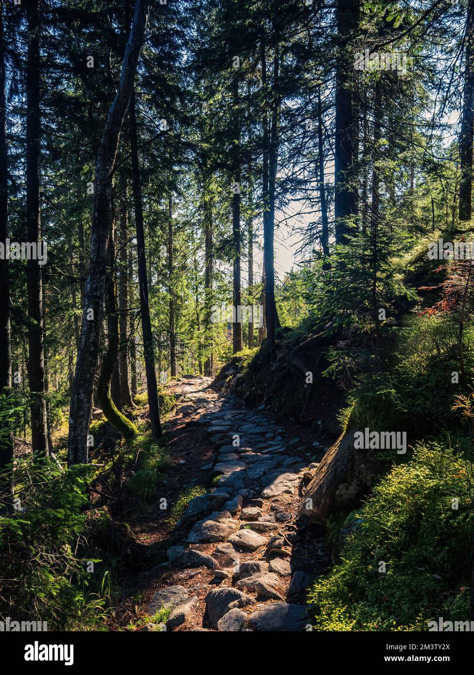 Pathway through pine tree hi-res stock photography and images - Alamy