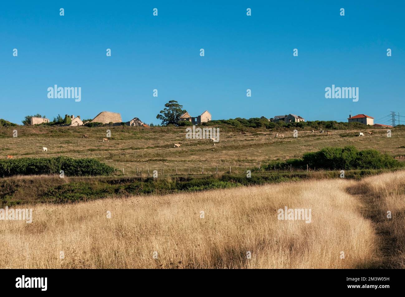 rural landscape of northern Spain, basque country. Cattle Grazing in Field in Suburban Area Stock Photo