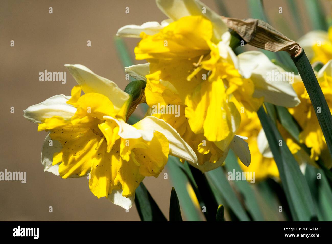 Yellow daffodil, Narcissus, Vibrant, Perennial, Daffodil 'Orangery', Daffodils, Garden, Flowers, Narcissus 'Orangery' Stock Photo