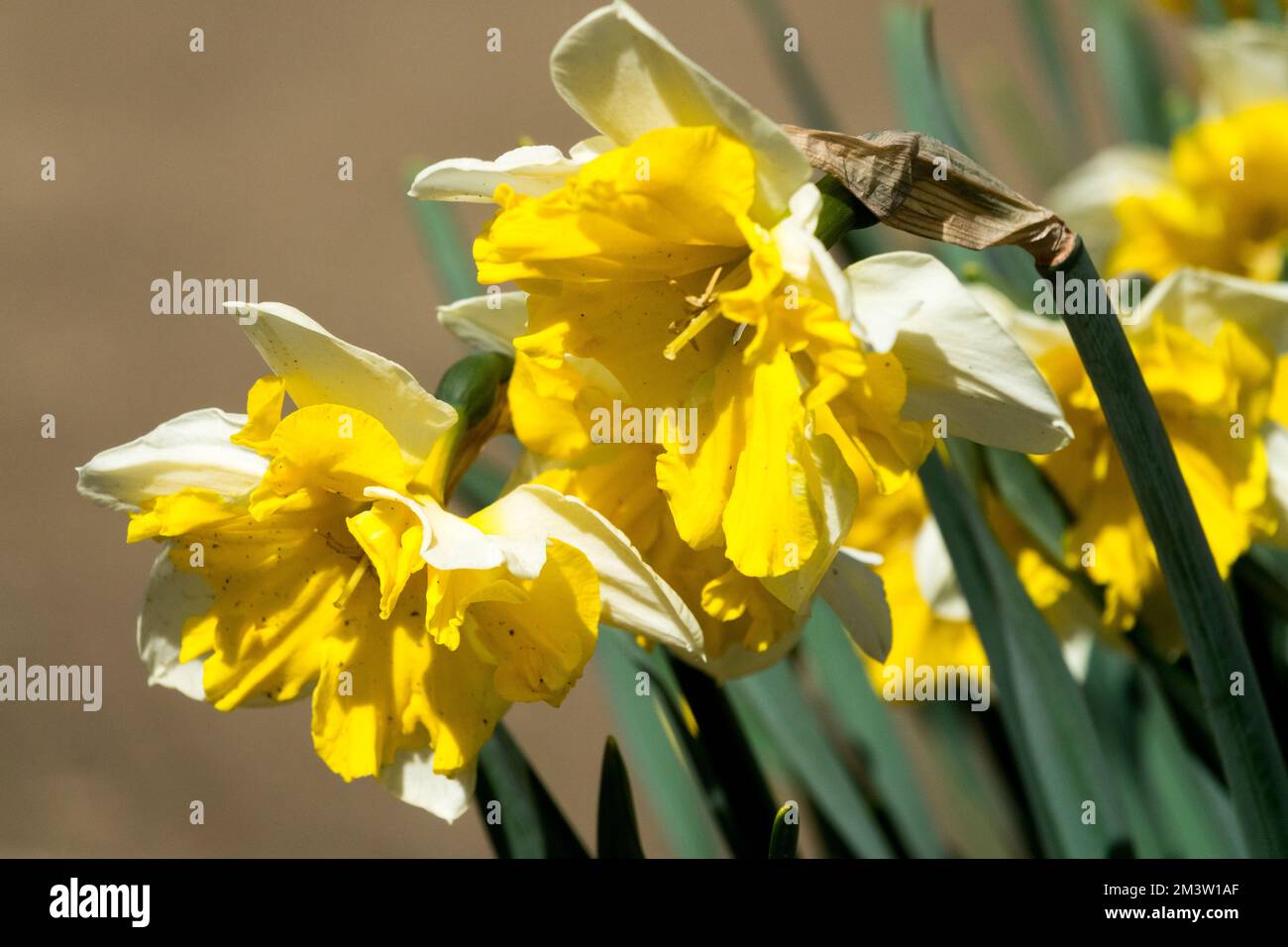 Herbaceous, Daffodils, Spring, Season, Vivid, Flowers, Narcissus 'Orangery', Blooming, Cultivar Stock Photo