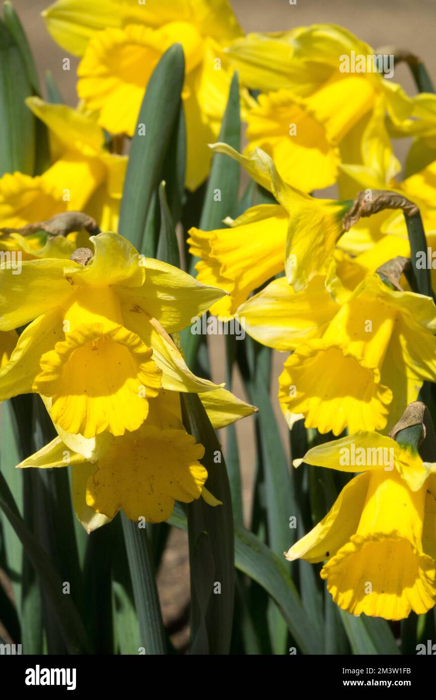 Spring, Yellow, Daffodils, Narcissus, Yellow daffodil, Trumpet Daffodil, Tubular, Flower, Vibrant, Flowers Narcissus 'Dutch Master' Stock Photo