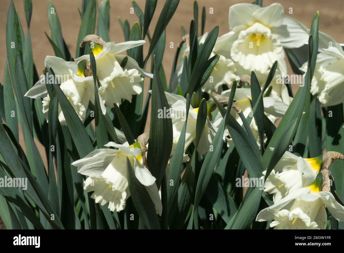 Daffodils 'Mount Hood', Narcissus 'Mount Hood', Narcissus, Daffodil, Flowering, Daffodils, White, Trumpet Daffodil, Spring, Flowers Stock Photo