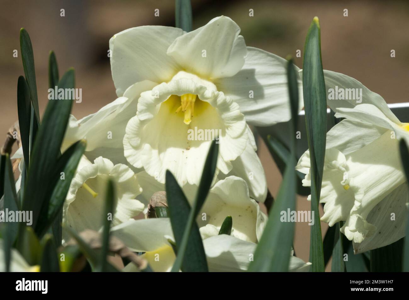 White, Daffodil, Narcissus, Flower, Spring, Season, Trumpet Daffodil, Flowering, Daffodils, Long-lived, Bulbous, Plant, Narcissus 'Mount Hood' Stock Photo