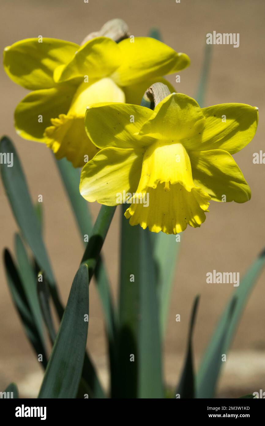 Yellow, Daffodil, Narcissus, Portrait, Tubular, Daffodils, Spring, Garden, Vivid, Flowers, Narcissus 'Daydream' Stock Photo