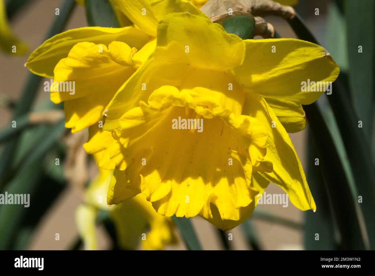 Trumpet Daffodil, Narcissus, Yellow, Flower, Daffodil, Bloom, Variety, Yellow daffodil, Cultivar, Spring Narcissus 'Arkle' Stock Photo