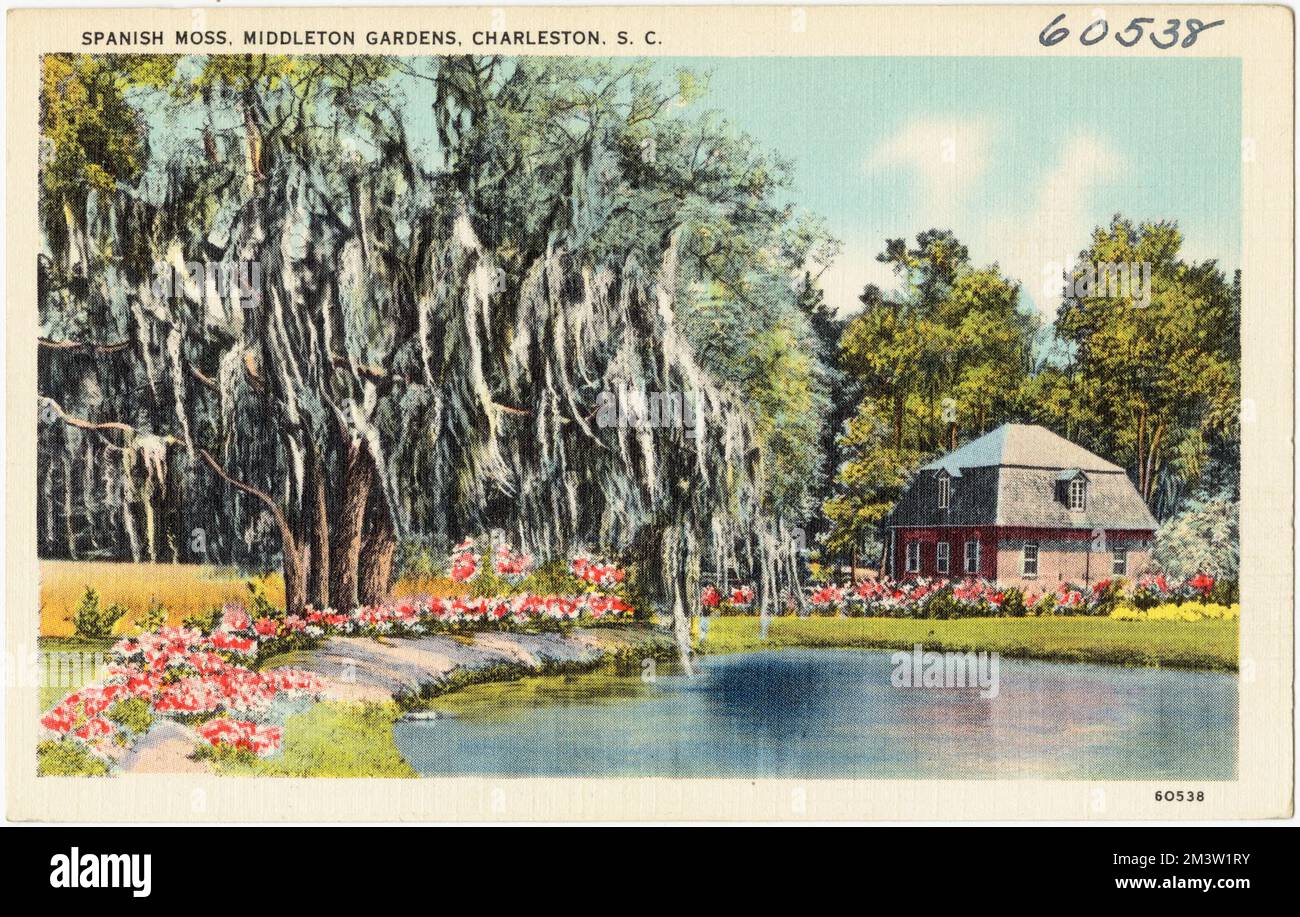 Spanish Moss, Middleton Gardens, Charleston, S. C. , Parks, Tichnor Brothers Collection