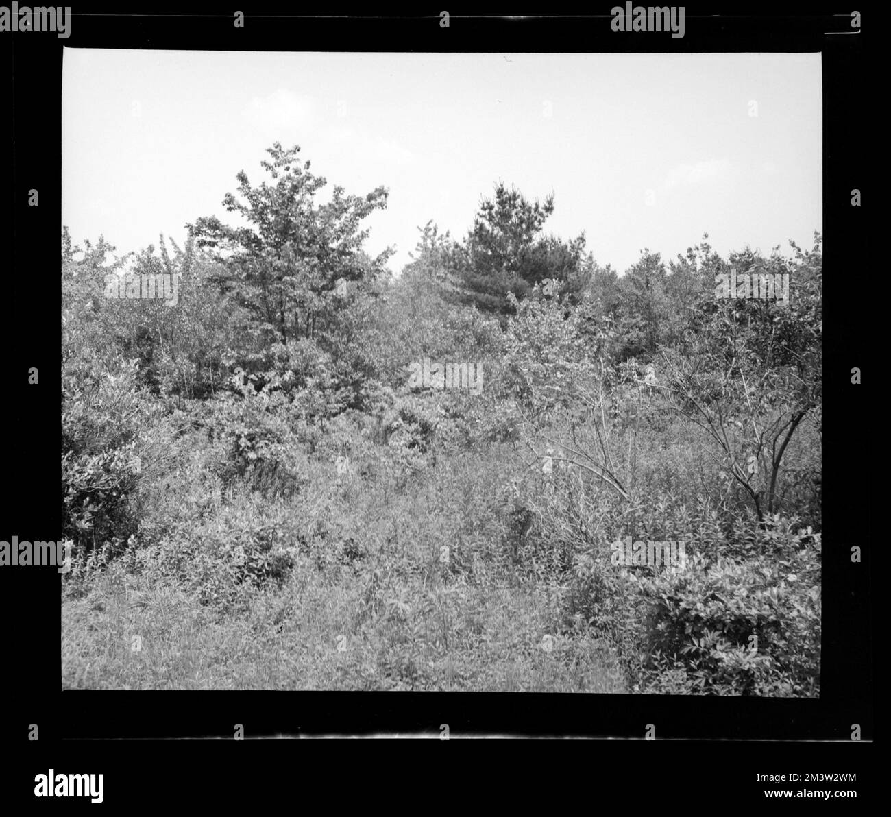 Squantum Ma , Trees. Photographs of the First Naval District Stock