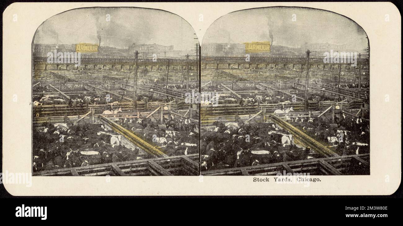 Stock yards, Chicago , Cattle, Stockyards Stock Photo Alamy