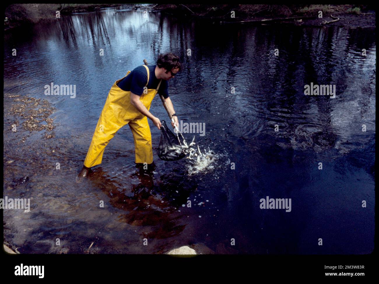 Stocking Pacific Coast 'Coho' Salmon , Rivers, Salmon, Fishing nets ...