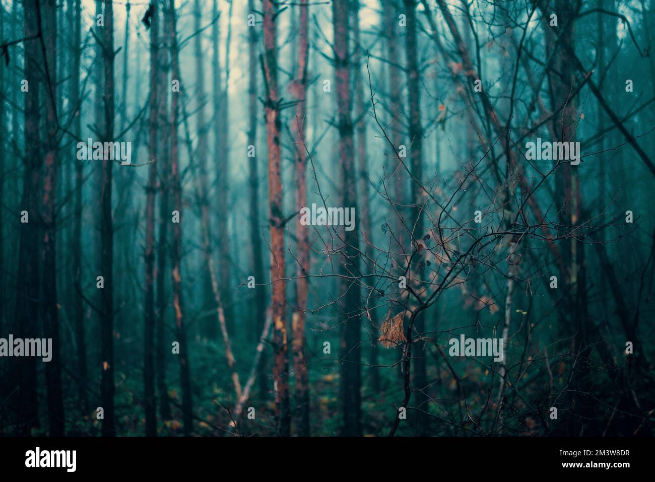 Foggy autumn forest Stock Photo