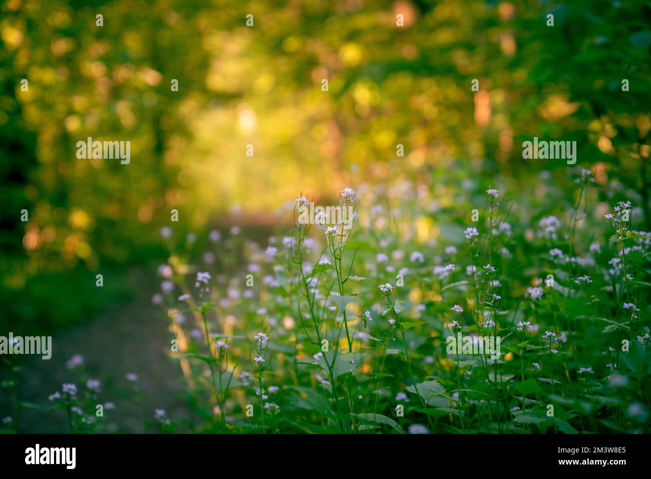 Green grass forest wildflowers hi-res stock photography and images - Alamy