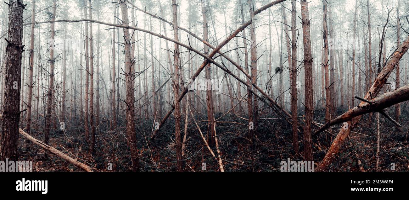 Forest in winter Stock Photo