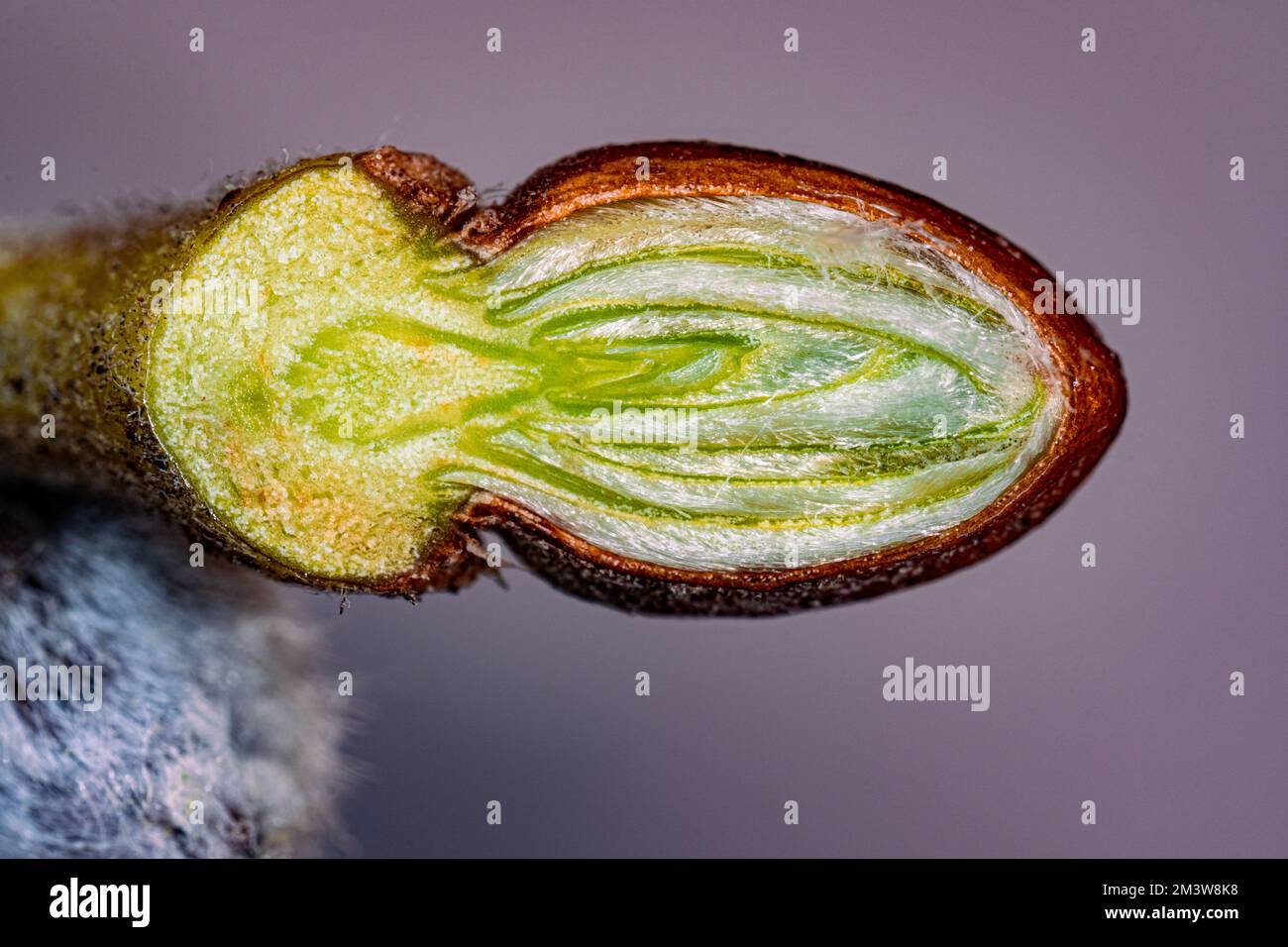Flower bud crosssection, light micrograph Stock Photo Alamy