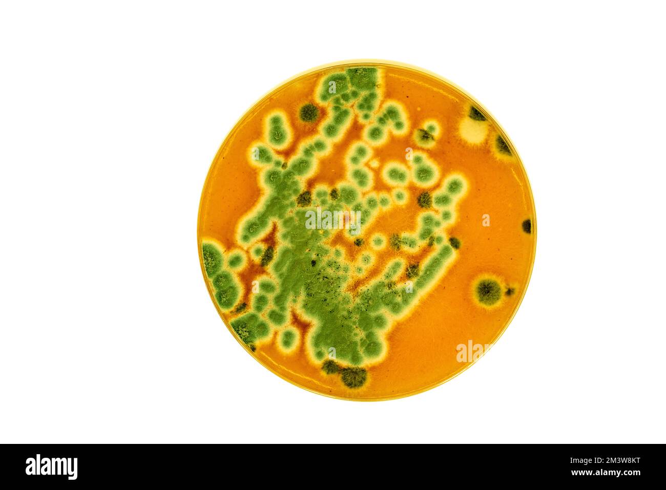 Bacterial culture plate Cut Out Stock Images & Pictures Alamy