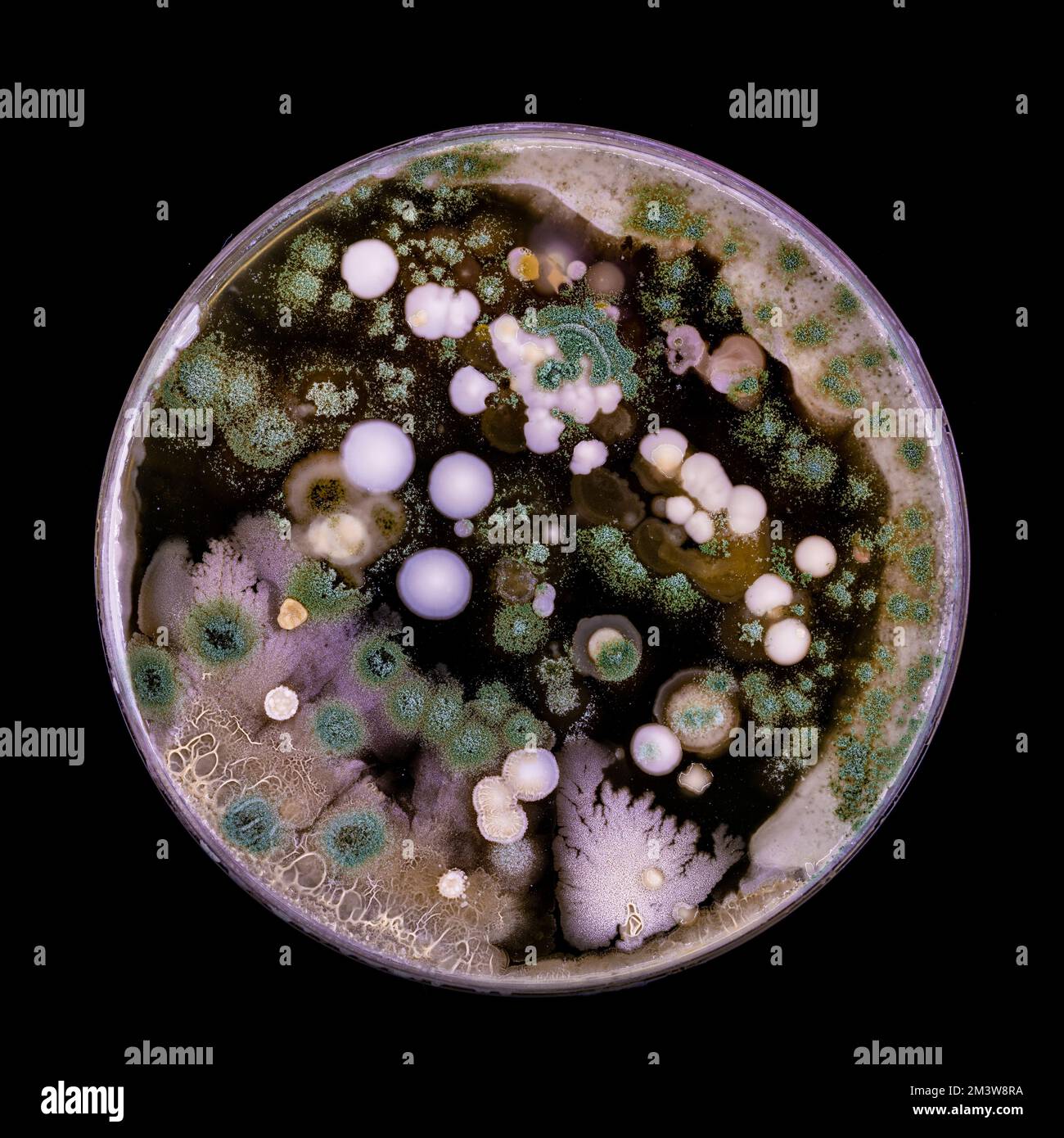 Bacteria and fungi cultured on Petri dish Stock Photo