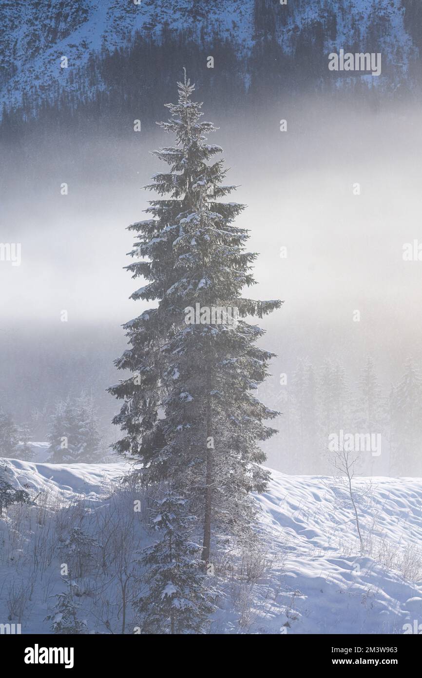 Pines in the snow in an alpine landscape with morning fog Stock Photo ...