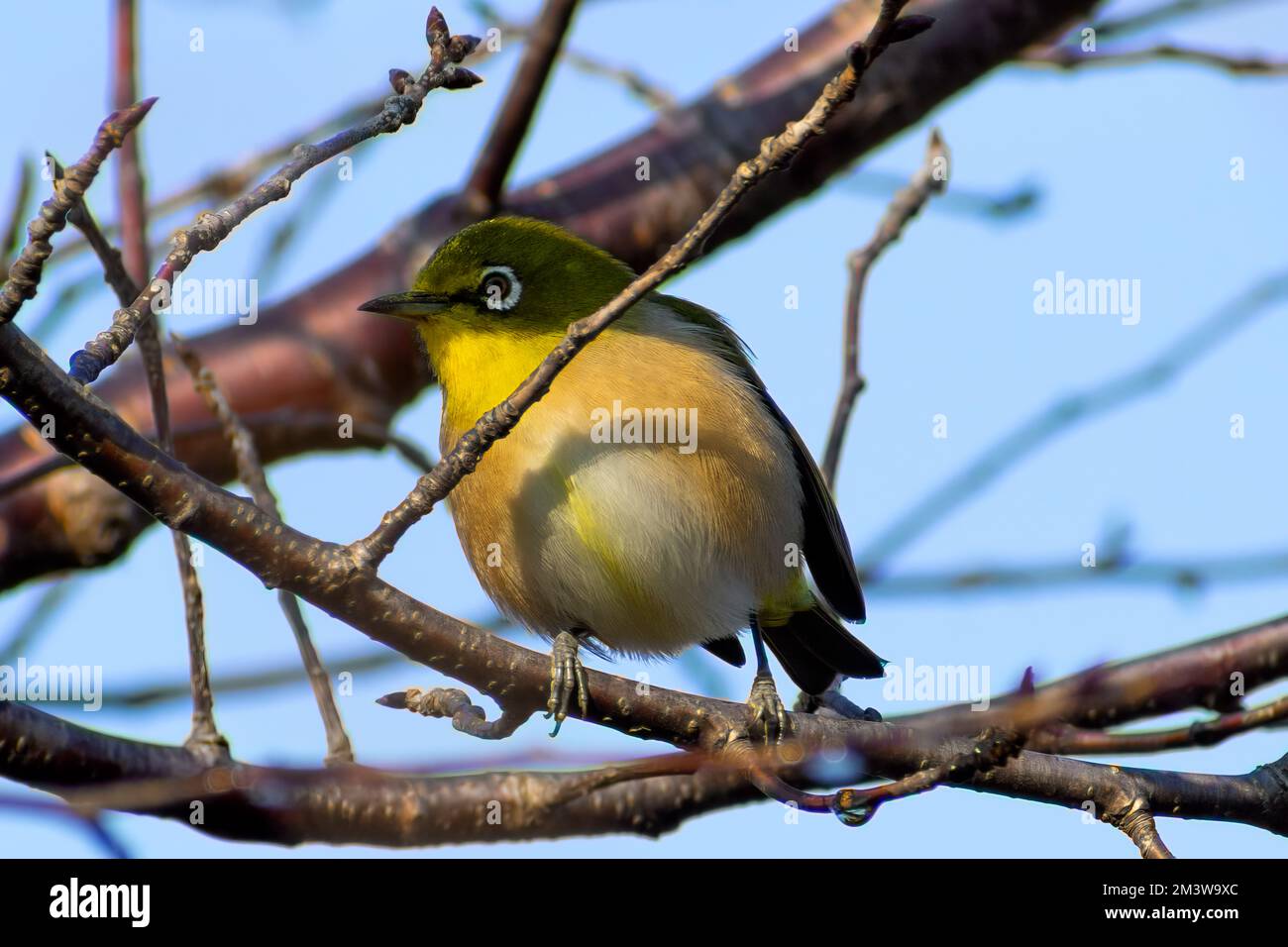 A Japanese white eye bird also known as warbling white eye perching on a branch of a cherry blossom tree Stock Photo