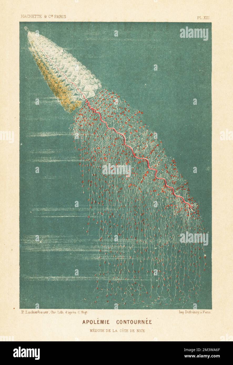 Siphonophore or string jellyfish, Apolemia contorta, from the Mediterranean coast off Nice. Apolemie contournee. Zooid, or floating colony of polyps and medusoids. Meduse de la cote de Nice. Chromolithograph by Pierre Lackerbauer after Carl Vogt from Alfred Fredol’s Le Monde de la Mer, the World of the Sea, edited by Olivier Fredol, Librairie Hachette et. Cie., Paris, 1881. Alfred Fredol was the pseudonym of French zoologist and botanist Alfred Moquin-Tandon, 1804-1863. Stock Photo