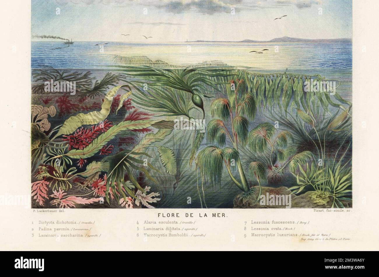 Types of seaweed, kelp and algae in the ocean. Flore de la mer. Brown algae, Dictyota dichotoma 1, peacock's tail, Padina pavonica 2, sugar kelp, Saccharina latissima 3, winged kelp, Alaria esculenta 4, oarwood, Laminaria digitata 5, giant kelp, Macrocystis pyrifera 6,9, and Lessonia flavicans 7,8. Chromolithograph by Pierre Lackerbauer from Alfred Fredol’s Le Monde de la Mer, the World of the Sea, edited by Olivier Fredol, Librairie Hachette et. Cie., Paris, 1881. Alfred Fredol was the pseudonym of French zoologist and botanist Alfred Moquin-Tandon, 1804-1863. Stock Photo