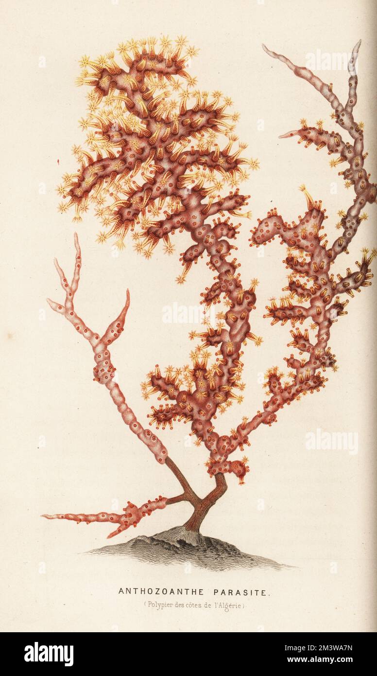 False coral, Alcyonium coralloides. Polyp off the Mediterranean coast of Algeria. Anthozoanthe parasite. Polypier des cotes de l'Algerie. Chromolithograph from Alfred Fredol’s Le Monde de la Mer, the World of the Sea, edited by Olivier Fredol, Librairie Hachette et. Cie., Paris, 1881. Alfred Fredol was the pseudonym of French zoologist and botanist Alfred Moquin-Tandon, 1804-1863. Stock Photo