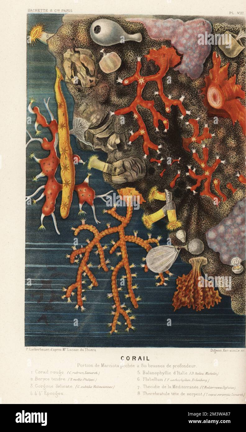 Various types of coral. Red coral, Corallium rubrum 1, Bebryce mollis 2, Gorgonia subtilis 3, sponges 4, Balanophyllia italica 5, Monomyces pygmaea 6, Lacazella mediterranea 7, and Terebratulina retusa 8. Corail rouge, Beryce tendre, Gorgone delicate, Eponges, Balanophyllie d'Italie, Flabellum anthophyllum, Thecidea mediterranea, Terebratulina caputserpentis, Therebratule caput serpentis. Corail. Portion de Macciota pechee a 80 brasses de profondeur. Chromolithograph by Digeon after Pierre Lackerbauer after Félix Joseph Henri Lacaze-Duthiers from Alfred Fredol’s Le Monde de la Mer, the World o Stock Photo