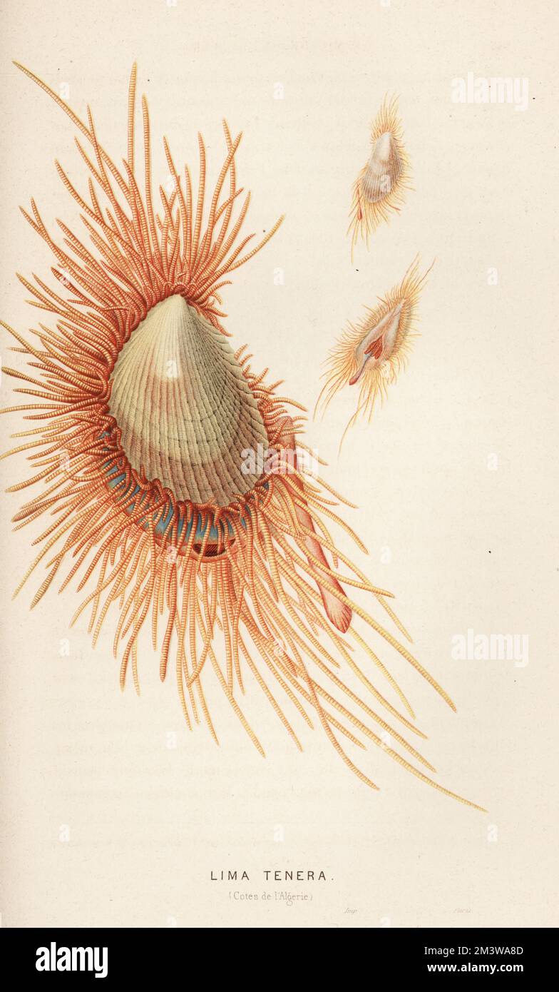 Smooth flame scallop, Ctenoides mitis (Lima tenera). Mediterranean sea, off the coast of Algeria. Cotes de l'Algerie. Chromolithograph from Alfred Fredol’s Le Monde de la Mer, the World of the Sea, edited by Olivier Fredol, Librairie Hachette et. Cie., Paris, 1881. Alfred Fredol was the pseudonym of French zoologist and botanist Alfred Moquin-Tandon, 1804-1863. Stock Photo