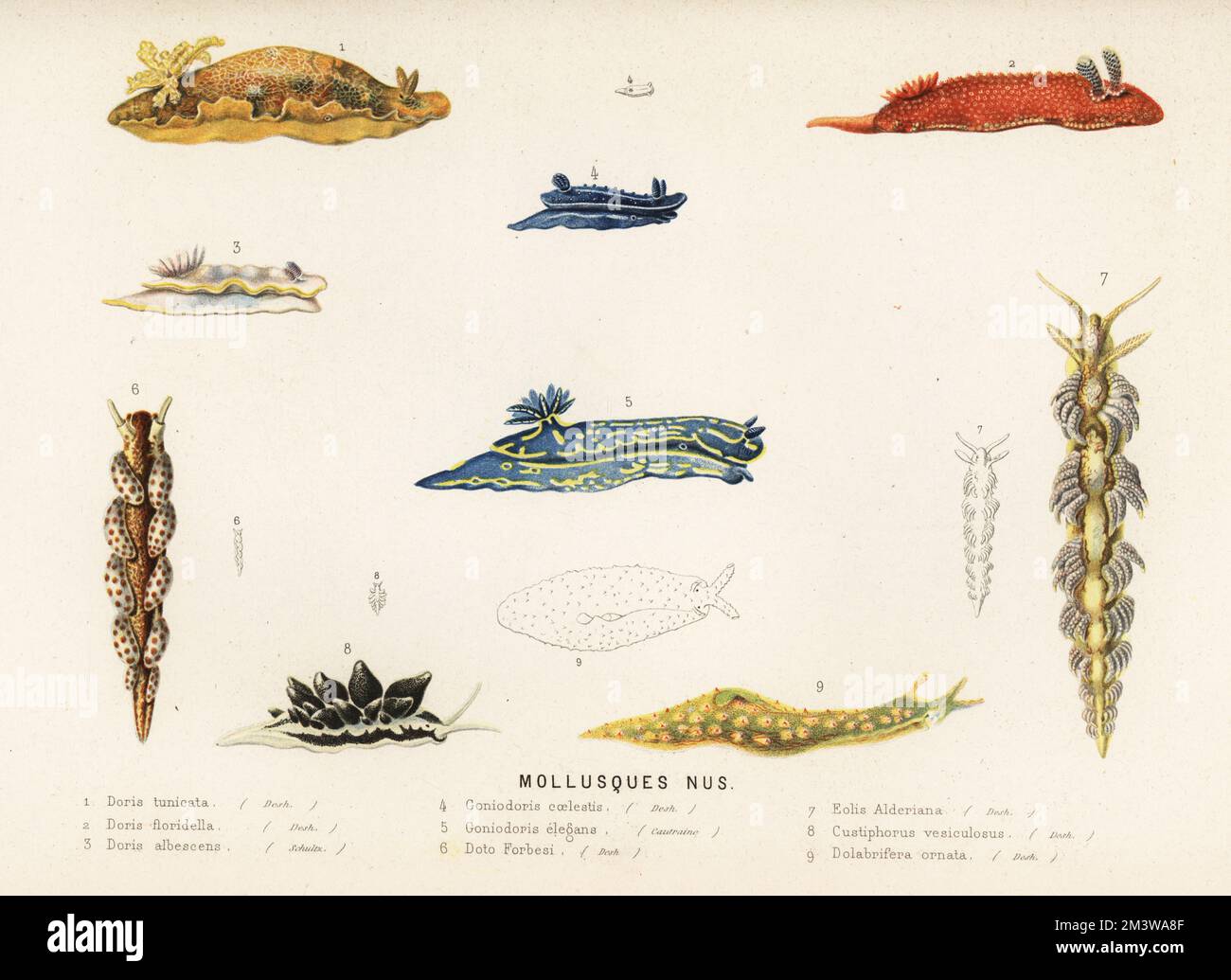 Sea slug mollusc species. Doris tunicata 1, Doris floridella 2, Felimida purpurea 3, Felimare orsinii 4, Felimare picta 5, Doto coronata 6, Spurilla neapolitana 7, Calliopaea bellula 8, and Dolabrifera ornata 9. Molluscs nus. Chromolithograph from Alfred Fredol’s Le Monde de la Mer, the World of the Sea, edited by Olivier Fredol, Librairie Hachette et. Cie., Paris, 1881. Alfred Fredol was the pseudonym of French zoologist and botanist Alfred Moquin-Tandon, 1804-1863. Stock Photo