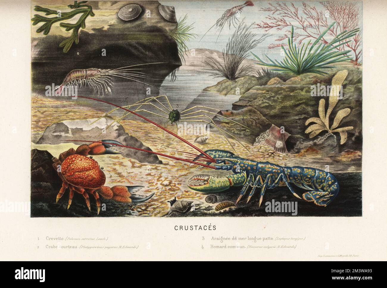 Prawn, Palaemon serratus 1, edible crab, Cancer pagurus 2, spider crab, Phalangipus longipes3 , and European lobster, Homarus gammarus 4. Crevette, crabe tourteau, araignee de mer longue patte, homard commun. Chromolithograph from Alfred Fredol’s Le Monde de la Mer, the World of the Sea, edited by Olivier Fredol, Librairie Hachette et. Cie., Paris, 1881. Alfred Fredol was the pseudonym of French zoologist and botanist Alfred Moquin-Tandon, 1804-1863. Stock Photo