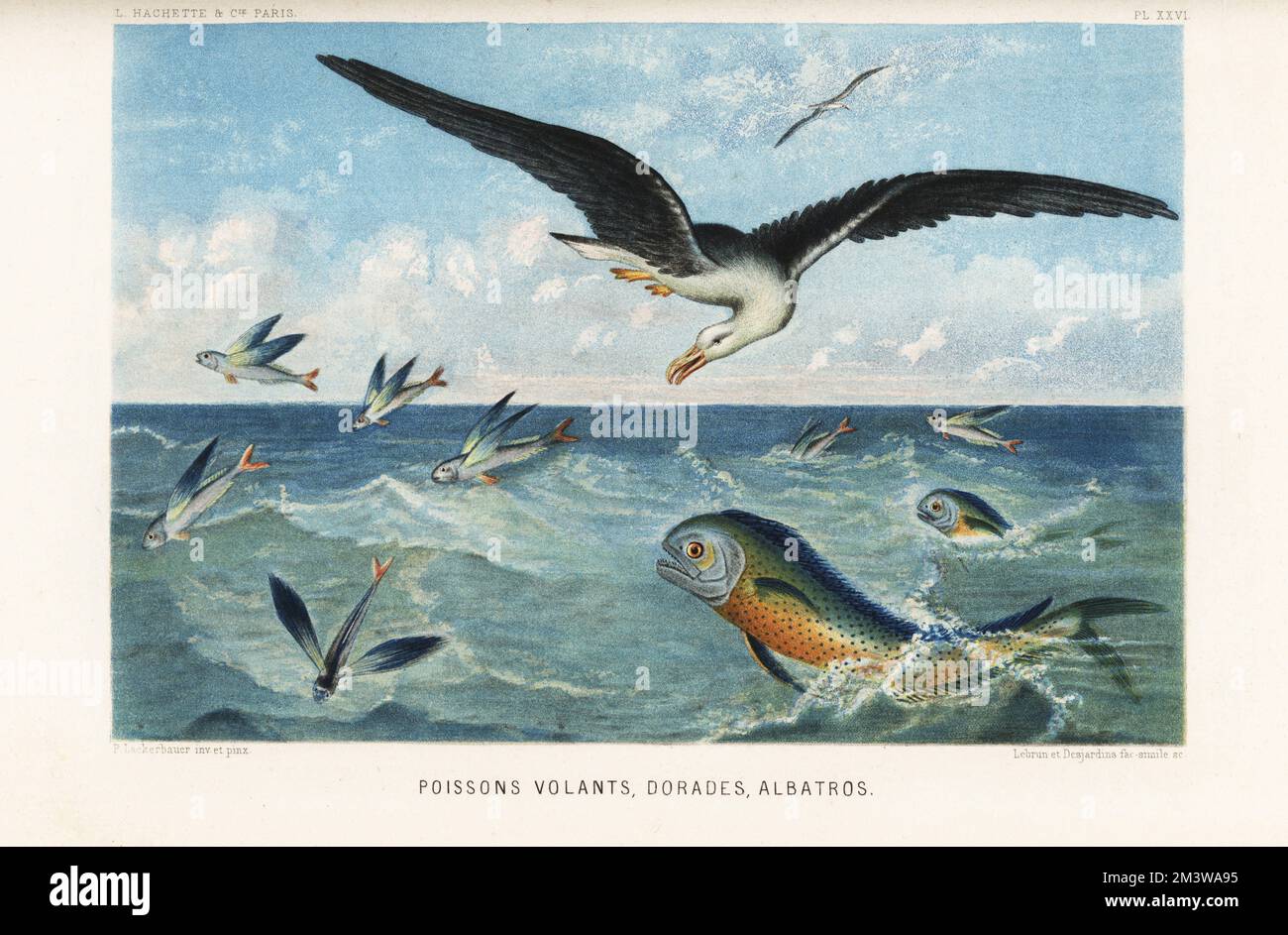 Flying fish, Exocoetus volitans, gilt-head sea bream, Sparus aurata, and albatross, Diomedea exulans. Poissons volants, dorades, albatros. Chromolithograph by Lebrun and Desjardins after Pierre Lackerbauer from Alfred Fredol’s Le Monde de la Mer, the World of the Sea, edited by Olivier Fredol, Librairie Hachette et. Cie., Paris, 1881. Alfred Fredol was the pseudonym of French zoologist and botanist Alfred Moquin-Tandon, 1804-1863. Stock Photo
