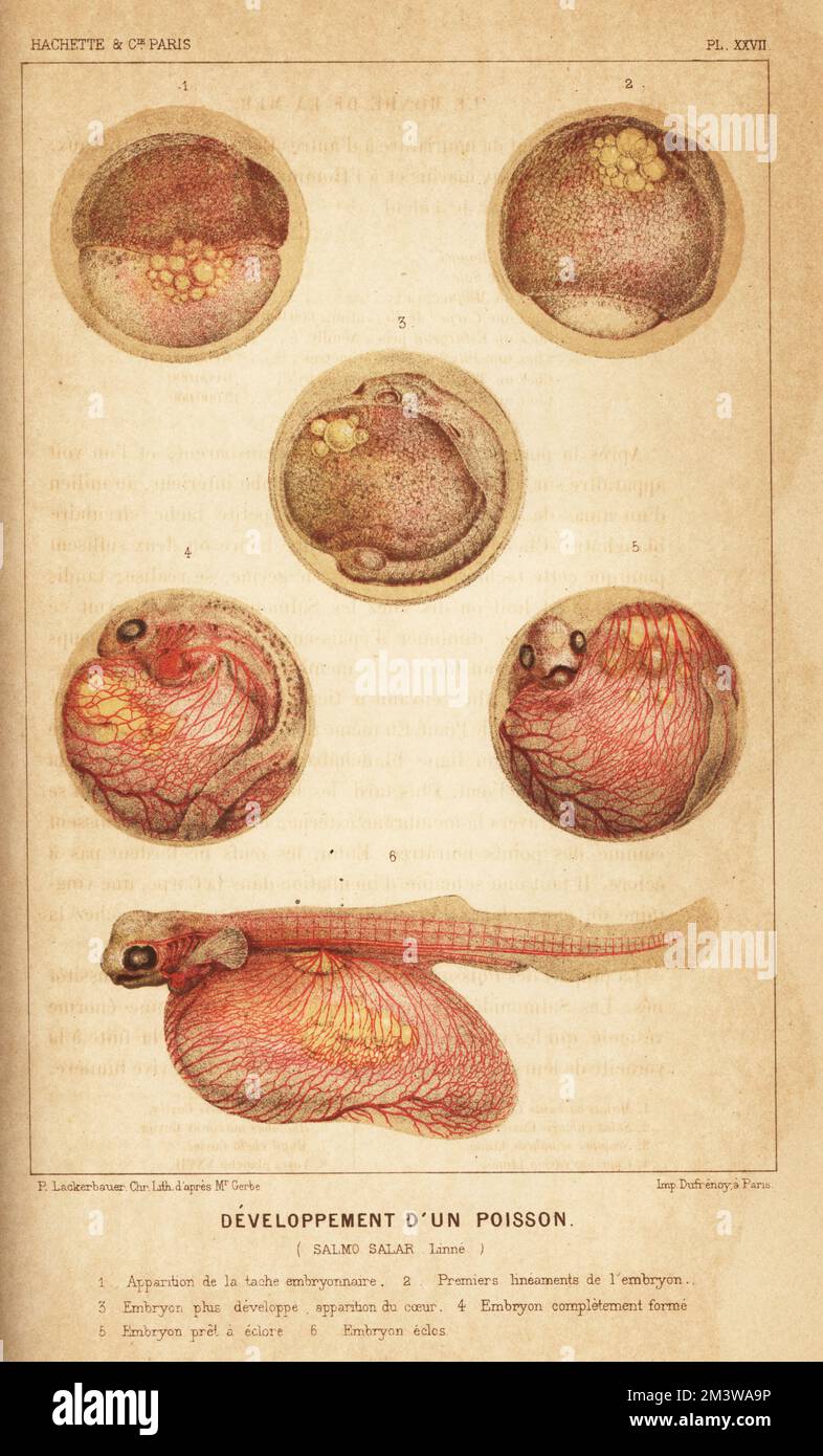 Fish development, Atlantic salmon, Salmo salar. Appearance of the embryonic spot in the egg 1, first embryo lineaments 2, appearance of the heart 3, fully formed 4, ready to hatch 5, and hatched 6. Chromolithograph by Pierre Lackerbauer after Jean-Joseph Zéphirin Gerbe from Alfred Fredol’s Le Monde de la Mer, the World of the Sea, edited by Olivier Fredol, Librairie Hachette et. Cie., Paris, 1881. Alfred Fredol was the pseudonym of French zoologist and botanist Alfred Moquin-Tandon, 1804-1863. Stock Photo