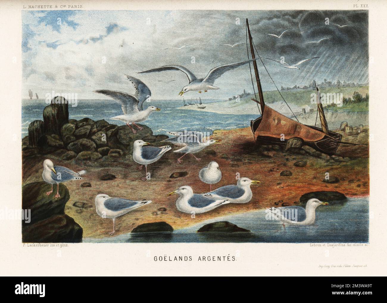European herring gulls, Larus argentatus. On a beach near rocks and sailboats. Goelands argentes. Chromolithograph by Pierre Lackerbauer from Alfred Fredol’s Le Monde de la Mer, the World of the Sea, edited by Olivier Fredol, Librairie Hachette et. Cie., Paris, 1881. Alfred Fredol was the pseudonym of French zoologist and botanist Alfred Moquin-Tandon, 1804-1863. Stock Photo